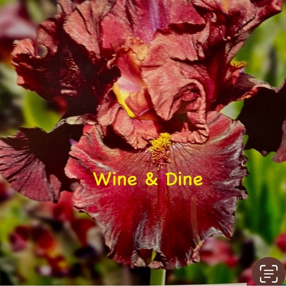 Vibrant Yellow and Red Iris Flower - Picture 1 of 1